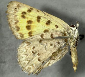 Media type: image;   Entomology 16012 Aspect: habitus ventral view